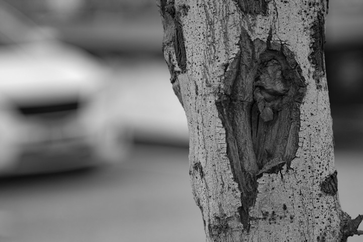 Bark