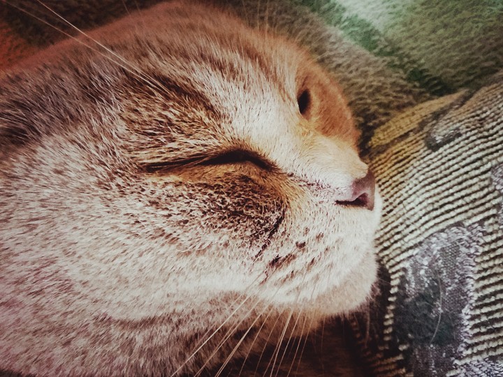 котейка