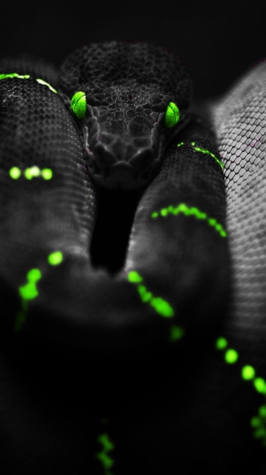 SNAKE