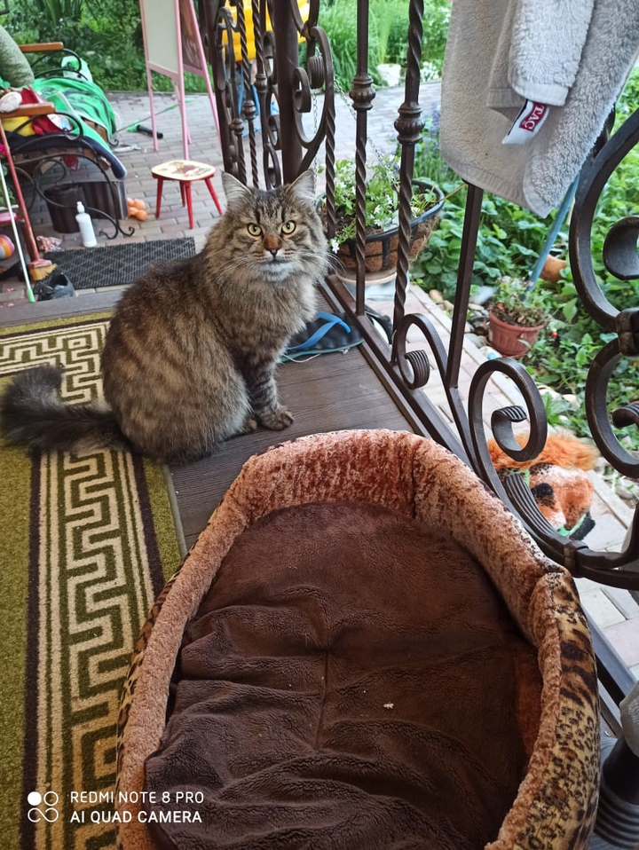 cat