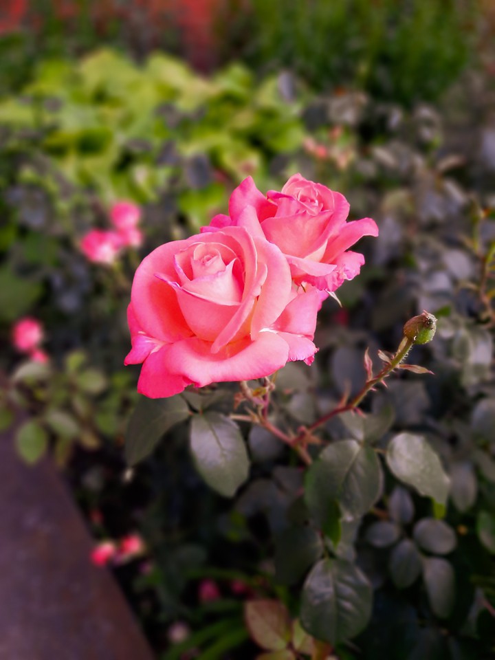 Rose