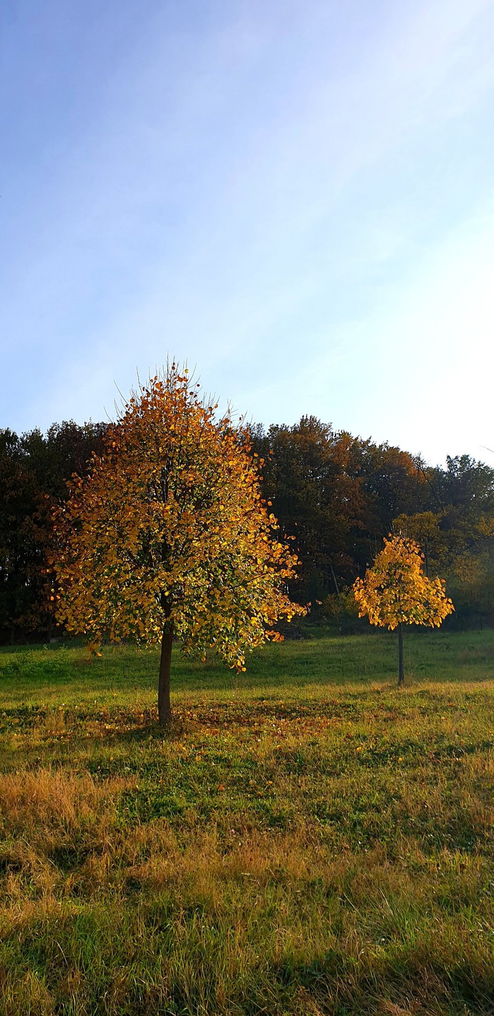 fall