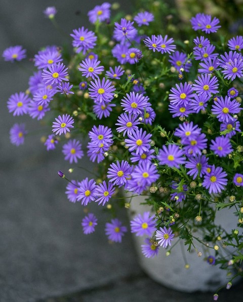 purple, flower Hintergrundbilder