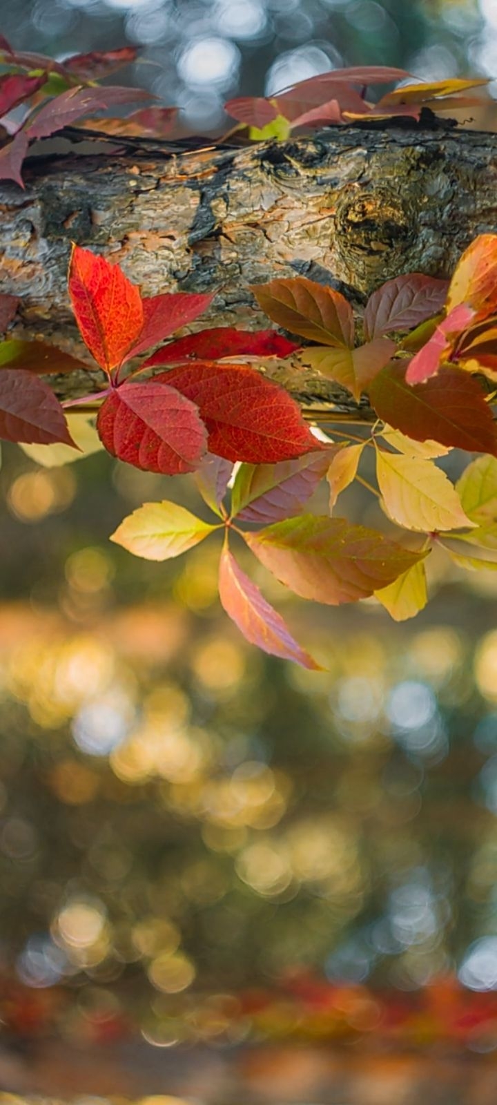 Autumn-as-art collection