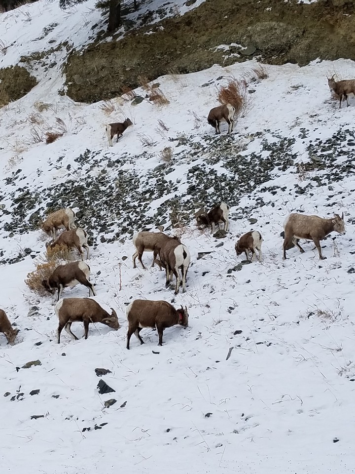 young big horned sheep