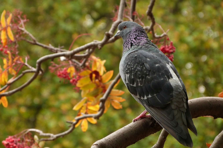Bird in London