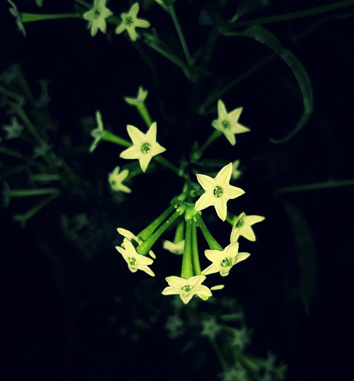 spring