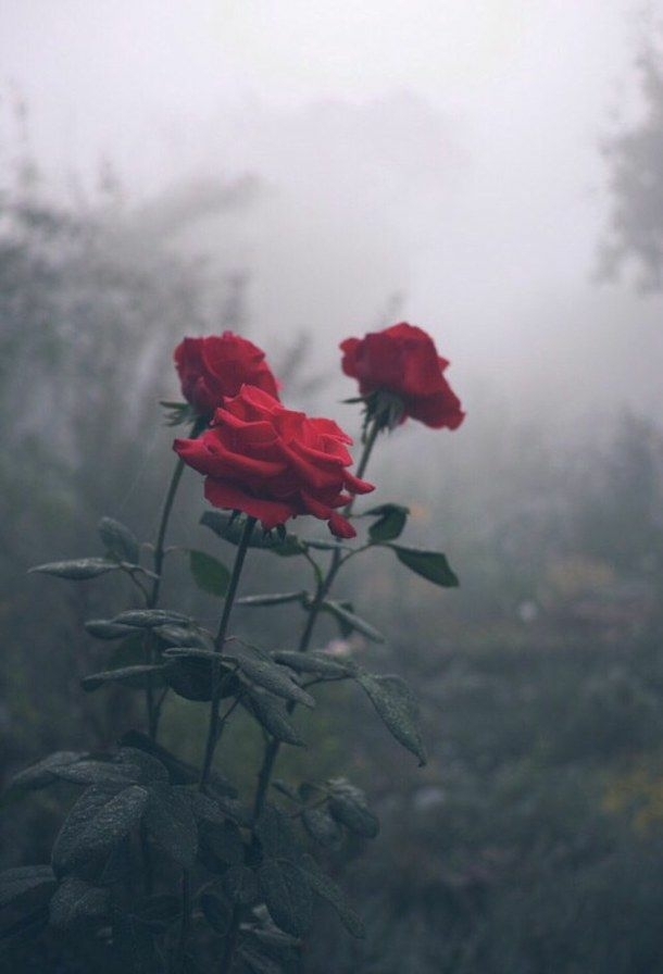 Framed by fog