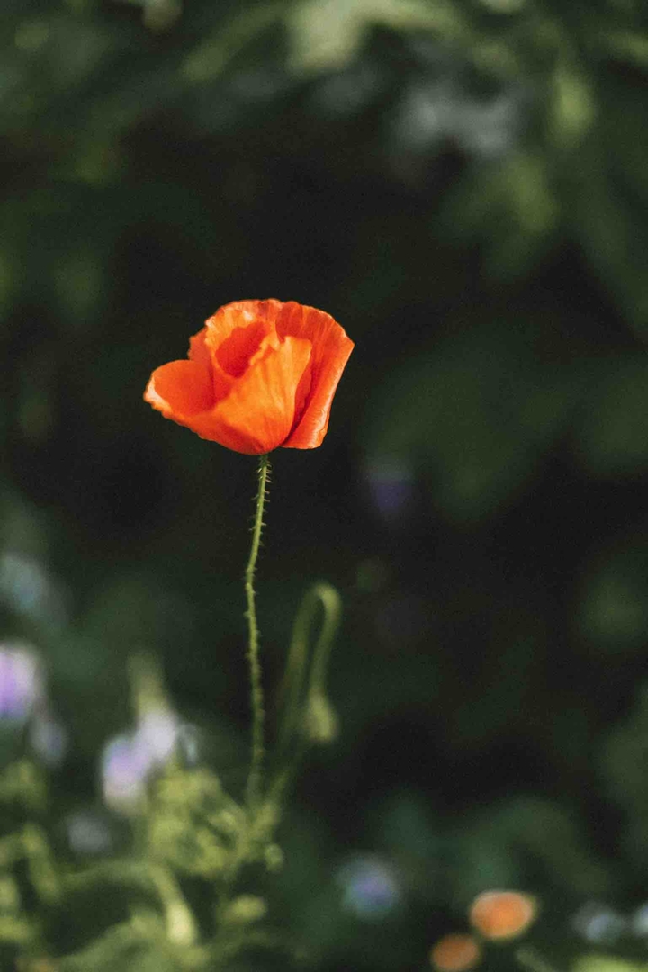 poppy