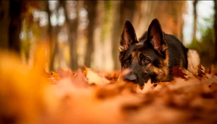 THE BEST WOLFDOG