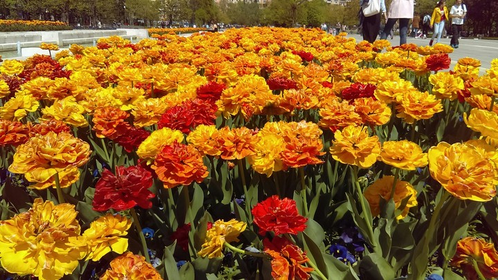capital's colours