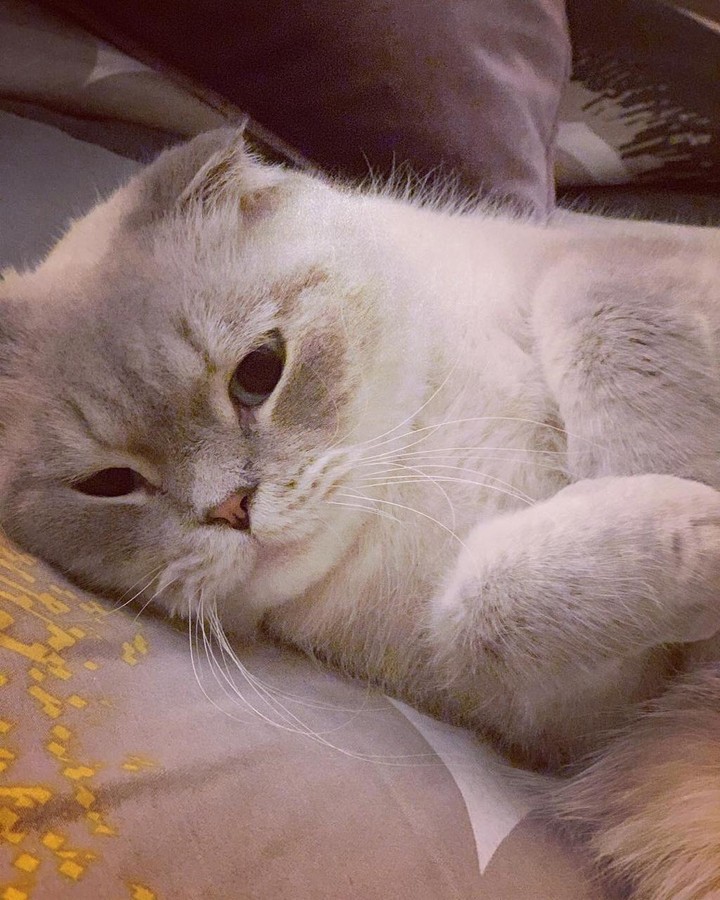 милашка