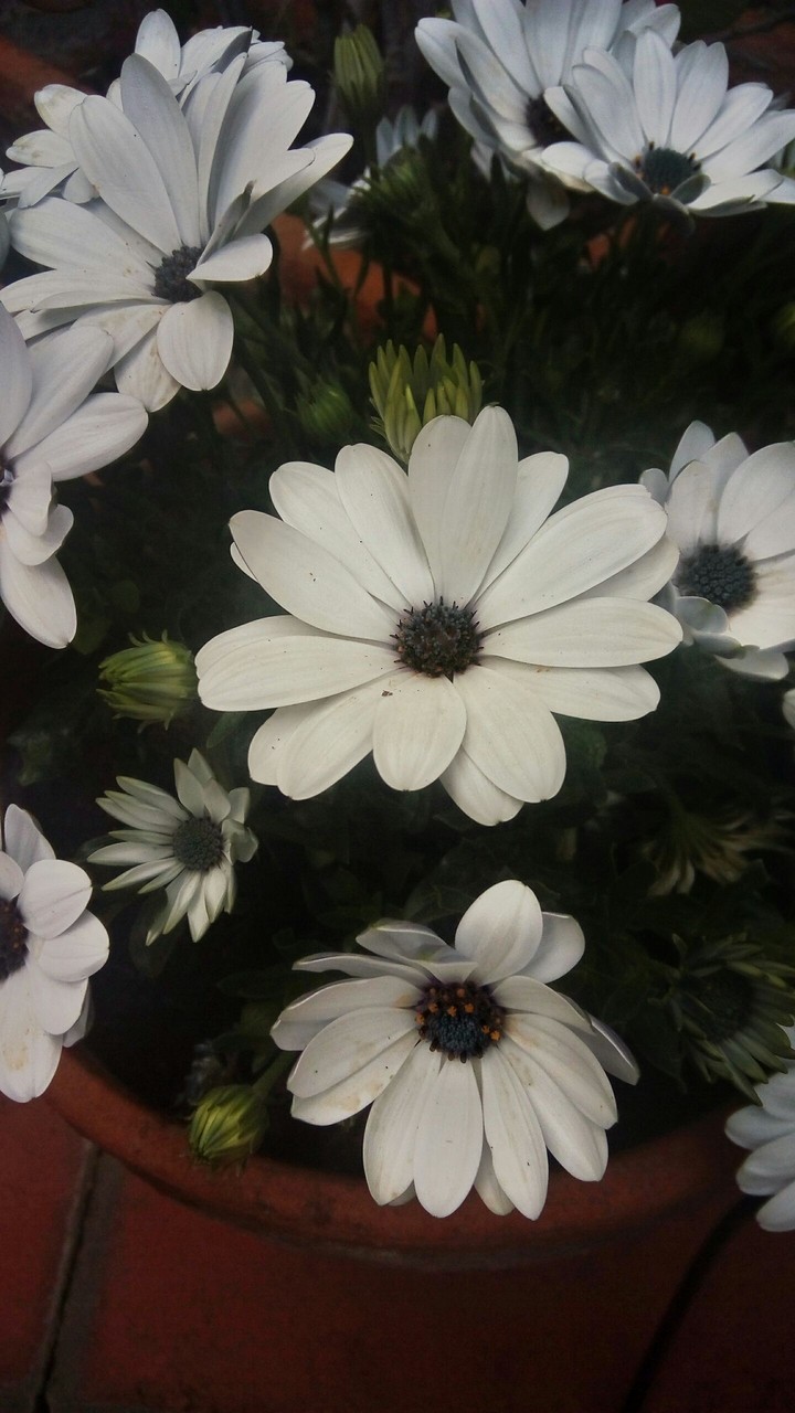 flawers
