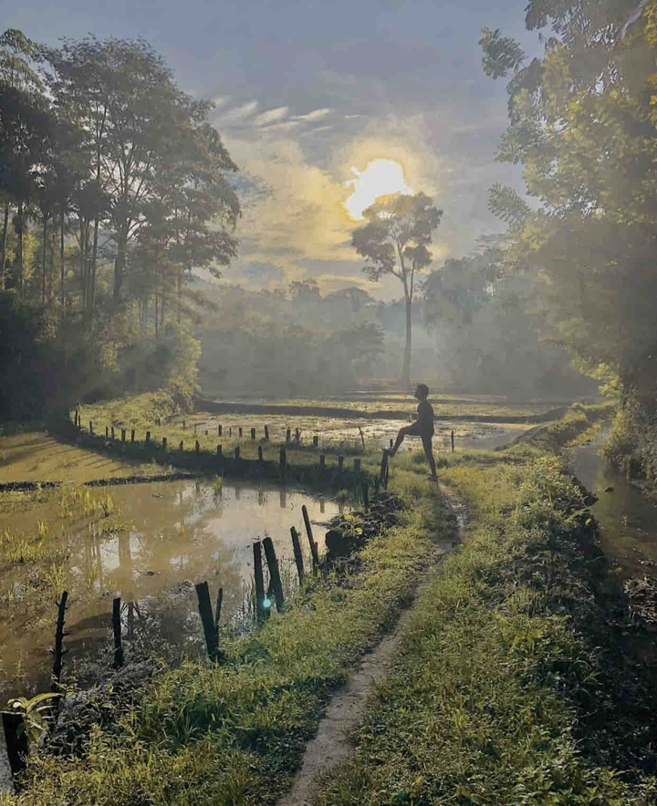 Paddy field