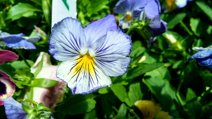 Flowers