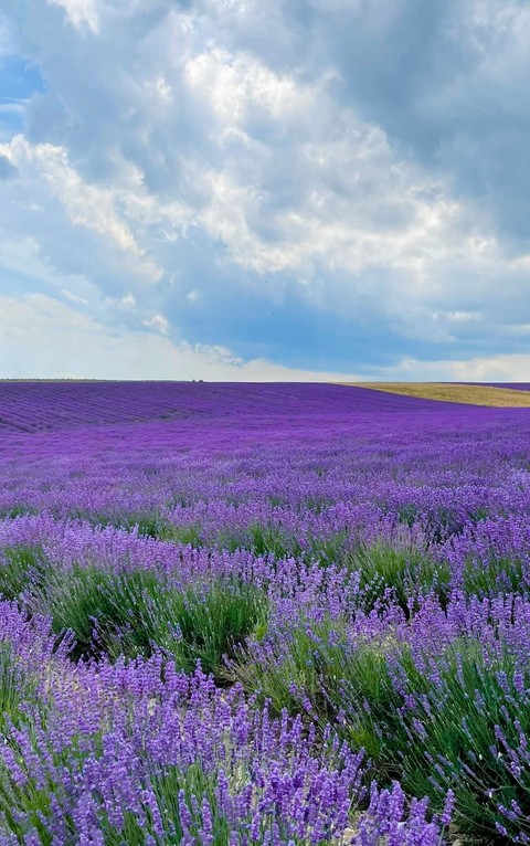 violet, purple Hintergrundbilder