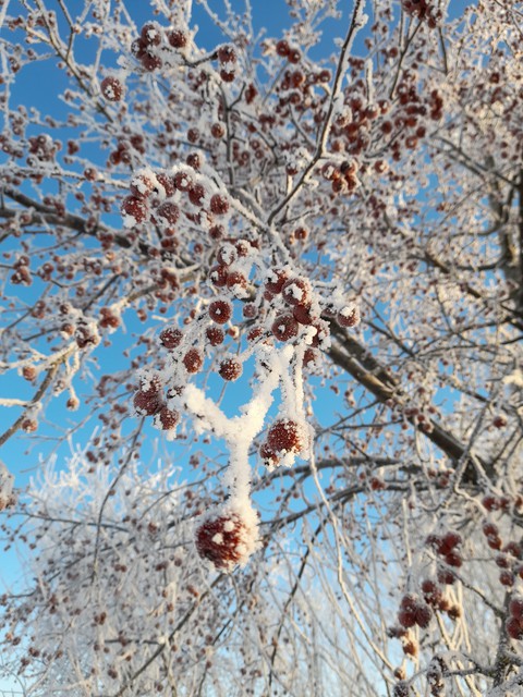 apples in the snow