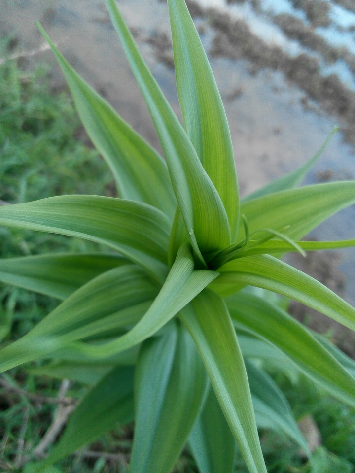 green leaf's