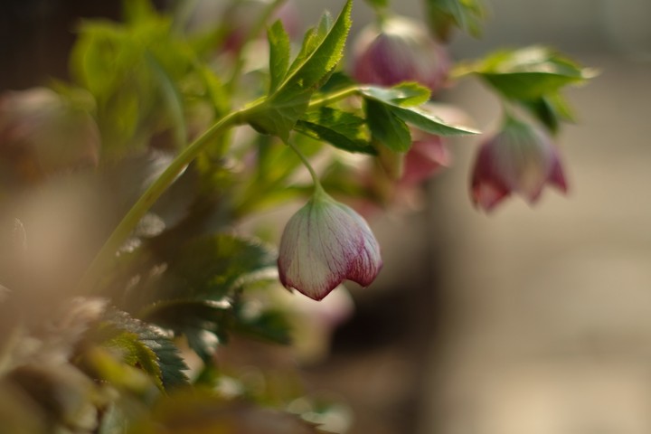 Christmas rose