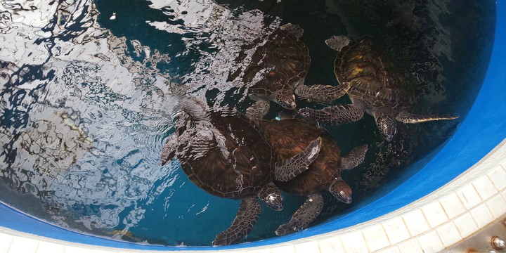 turtle