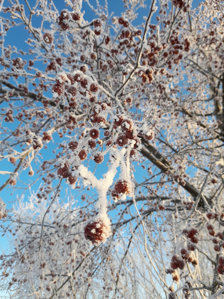 apples in the snow
