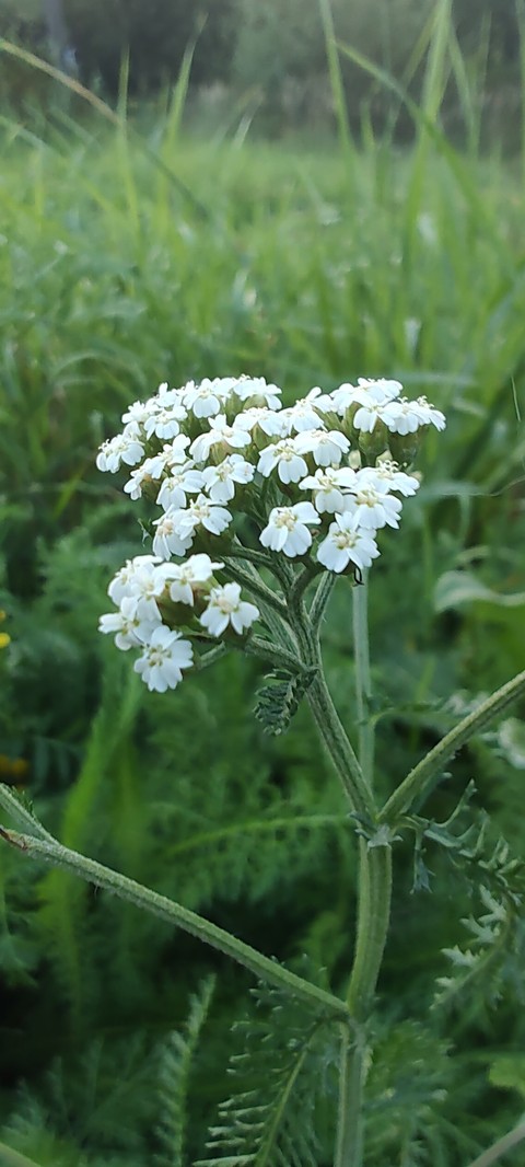 hình nền plant, flower