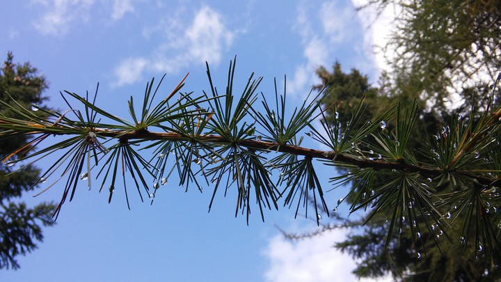 Larch
