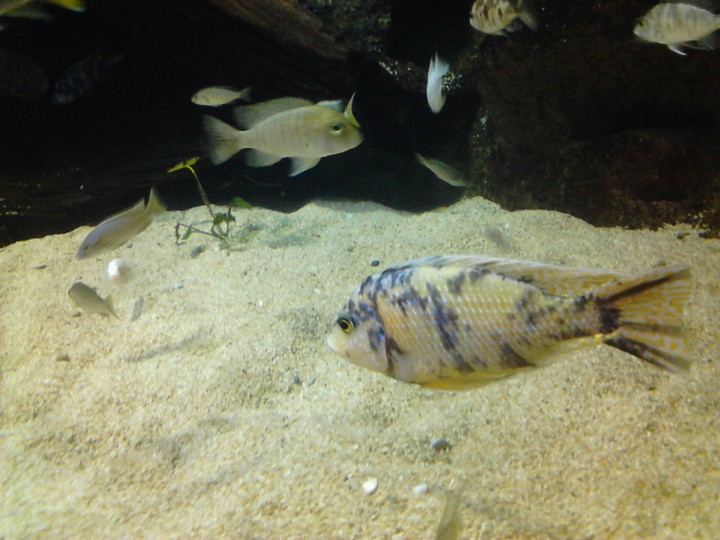 -colourful fish-