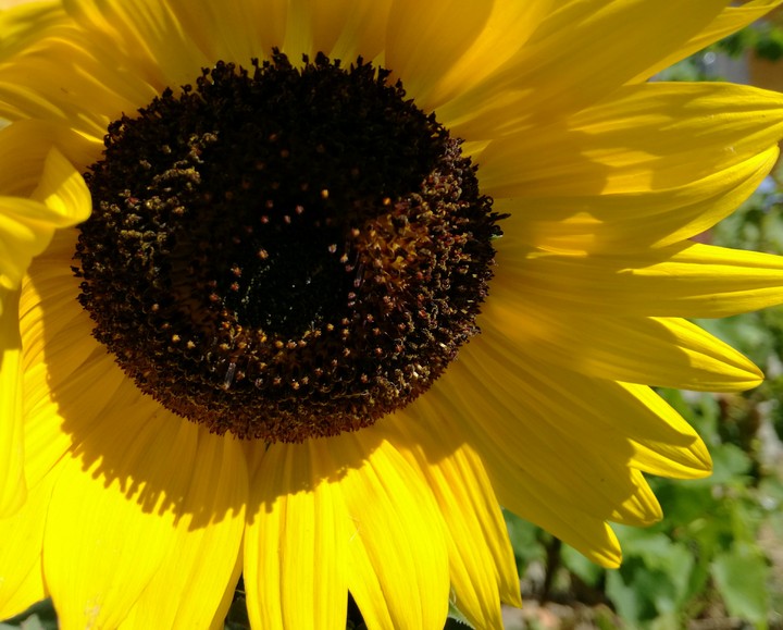 sunflower