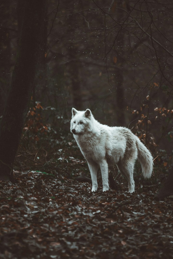 Wolf
