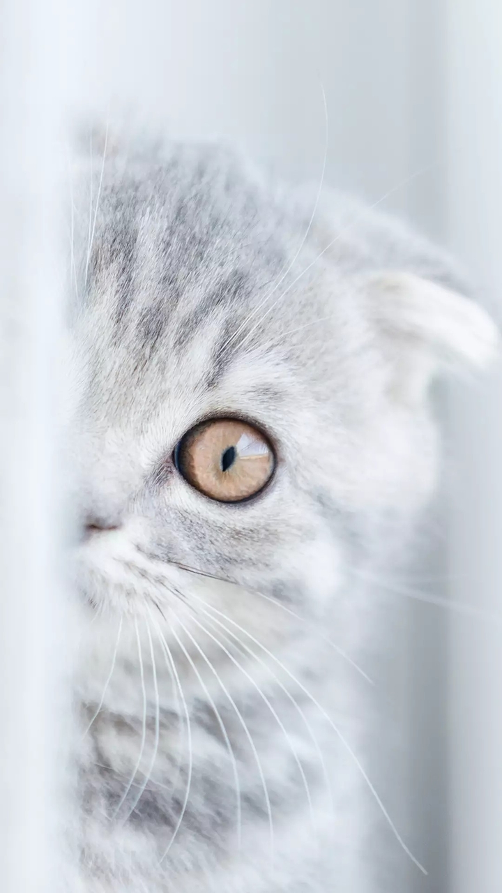 hide n seek