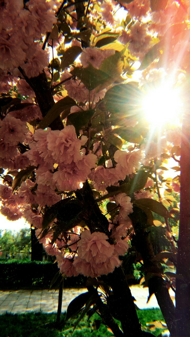 nature
