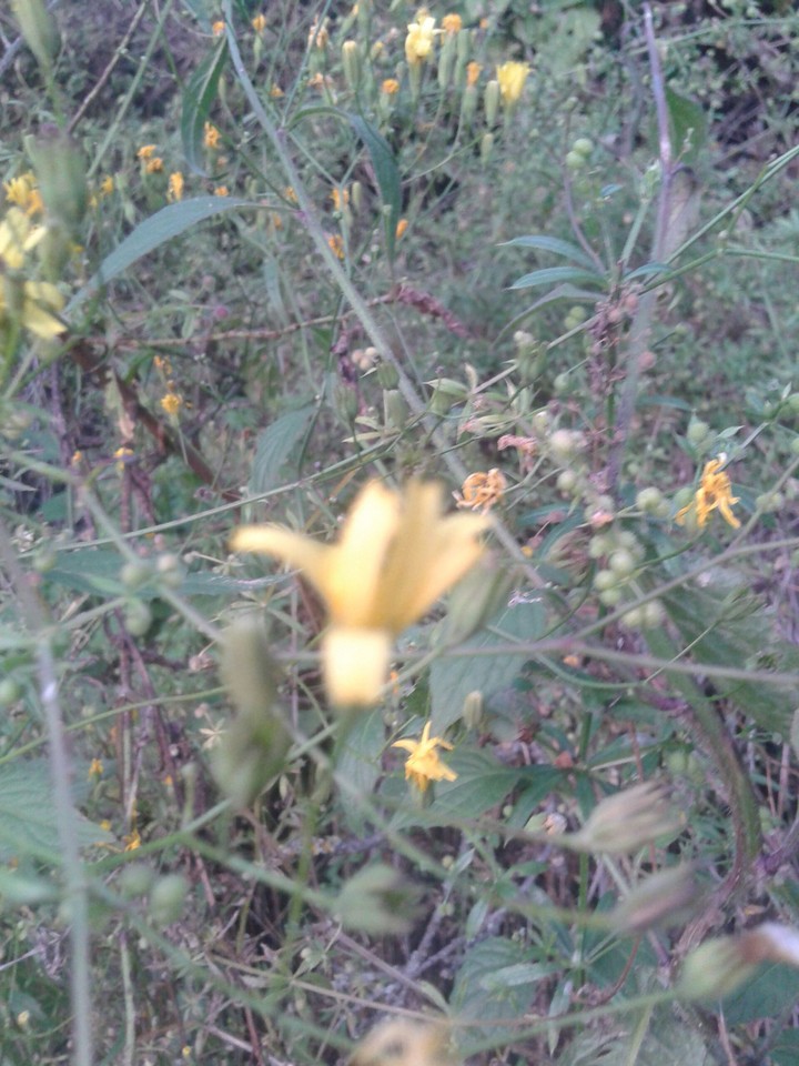 nature