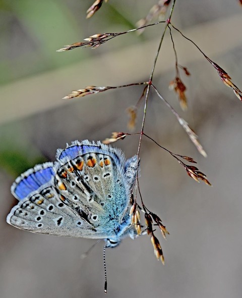 butterfly, arthropod achtergronden