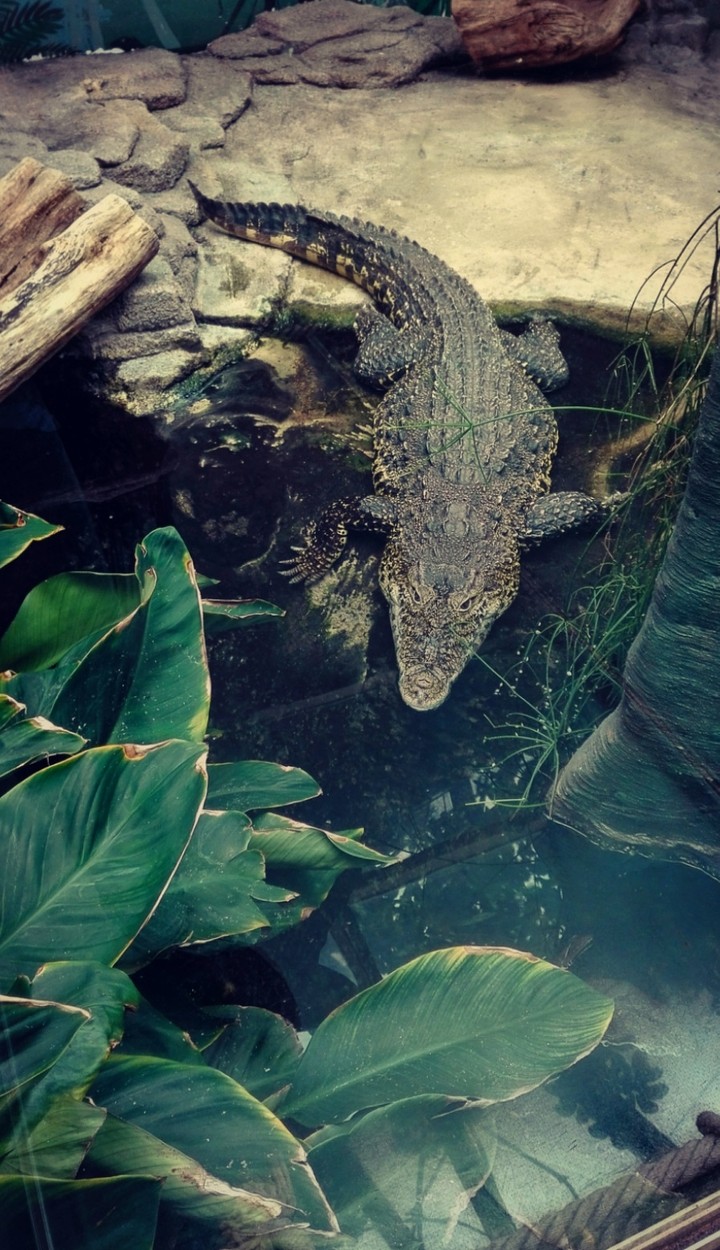 Croco