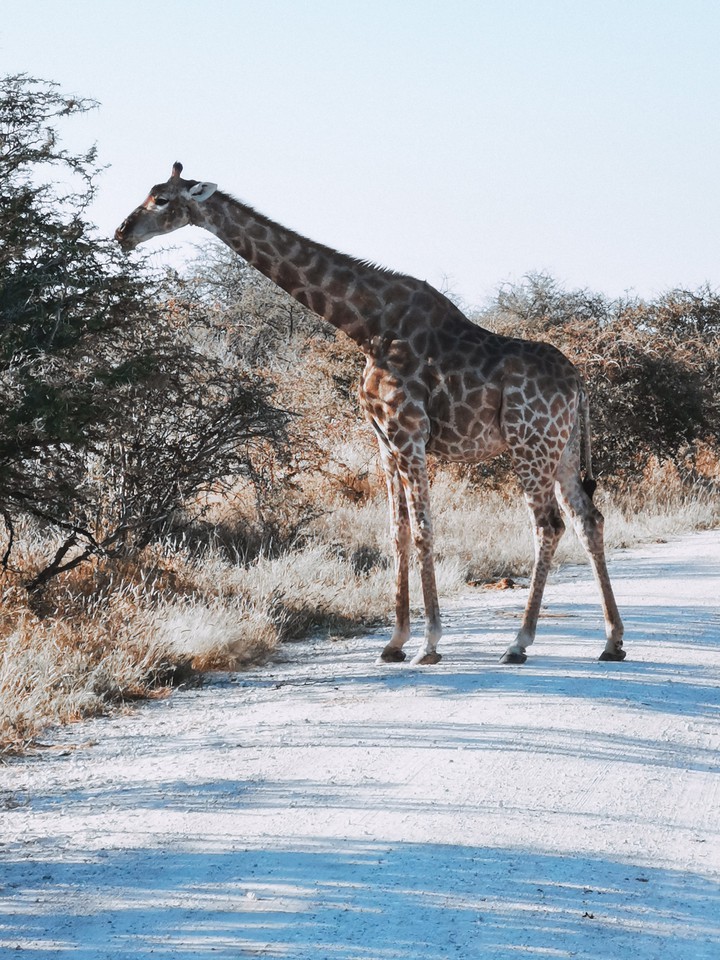 giraffe