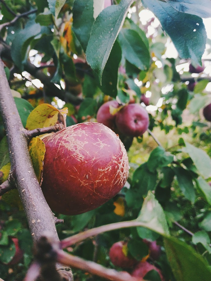 APPLE