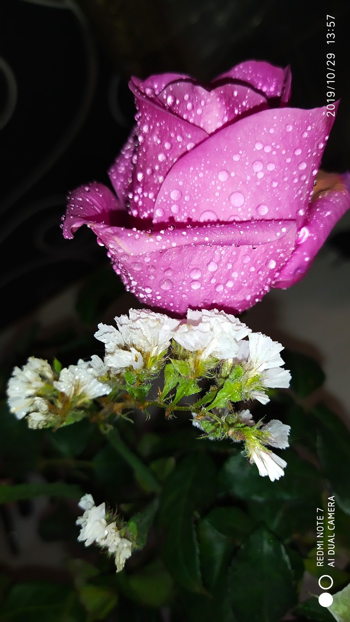 rose