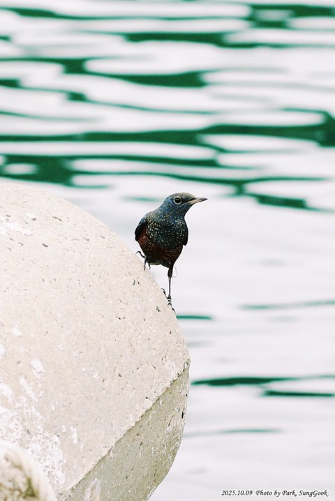 passerine, bird壁紙