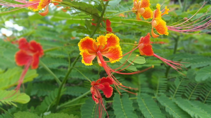 colorful flowers