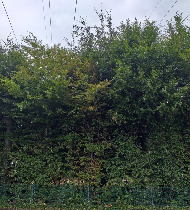 Hecke