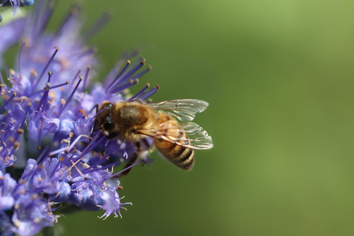 Honey Bee