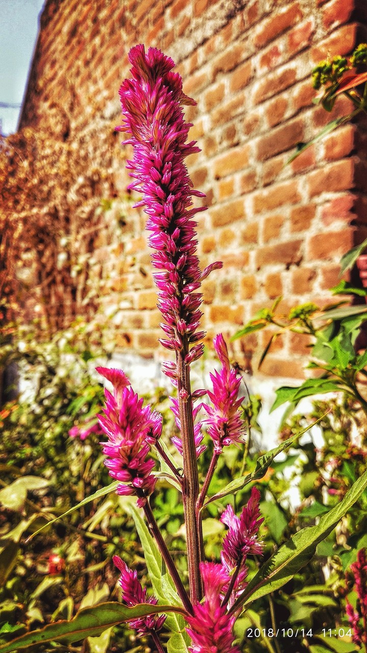 flower, nature