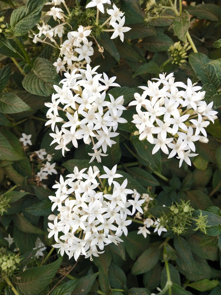 white?