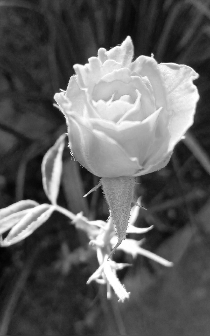 white rose..