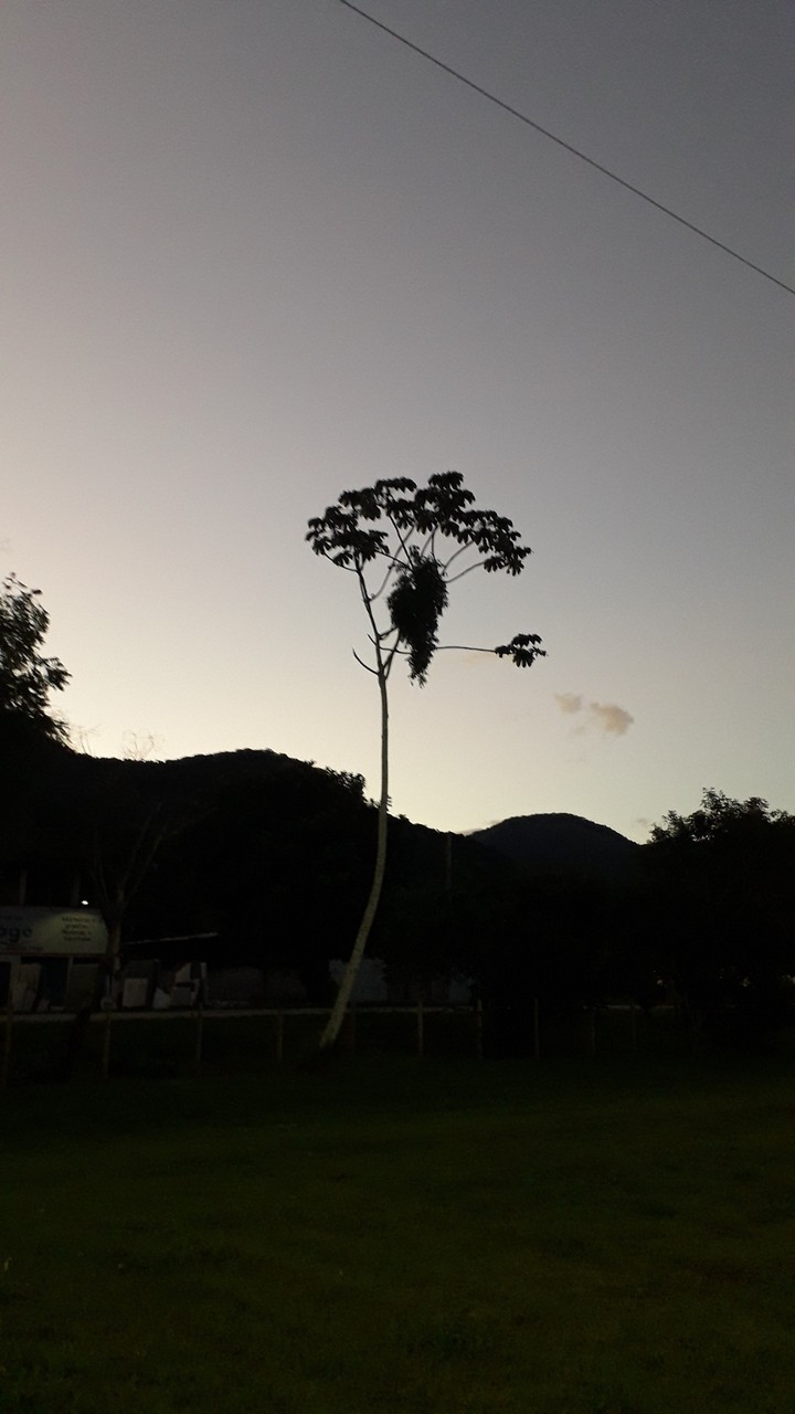 lindo