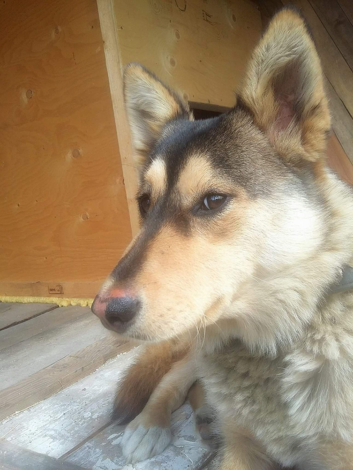 Doggo