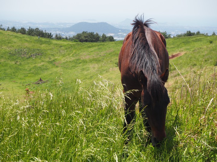 horse