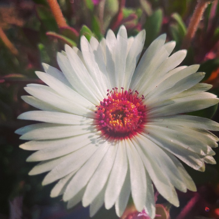 celebrate the color of nature