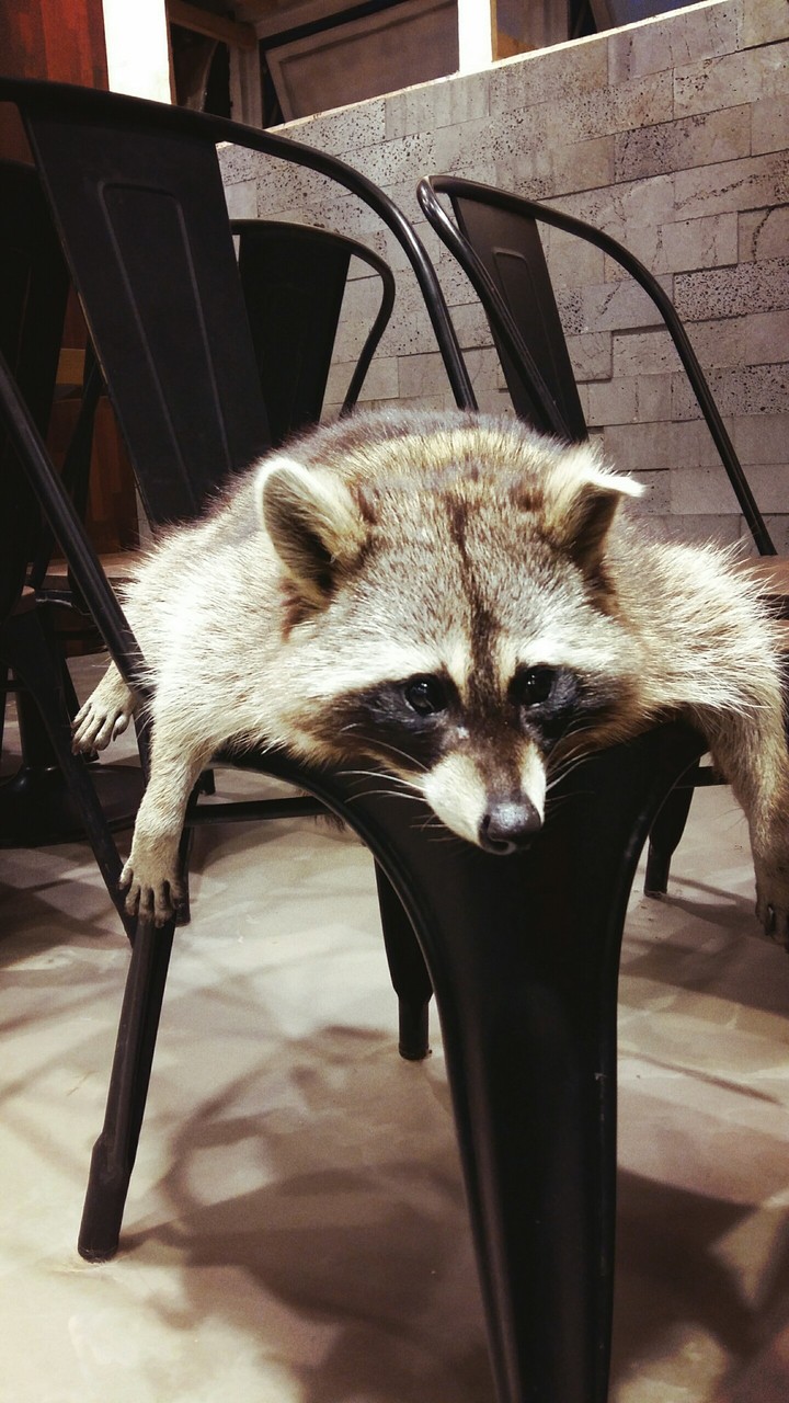 sleepy raccoon